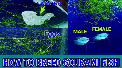 How To Breed Blue Gourami Fish | Gourami Fish Breeding – HousePetsCare.com