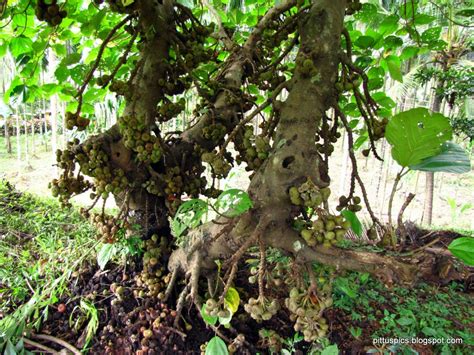 Pritham D'Souza Photography: Wild Fig Tree (Ficus carica)