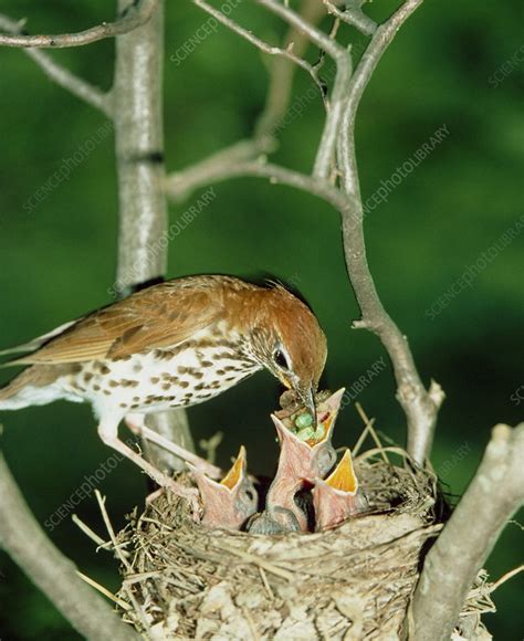 Wood thrush at nest - Stock Image - Z892/0057 - Science Photo Library