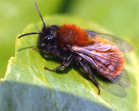 Bee identification – The Backyard Farmer