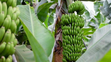 What you need to know about growing bananas | Tessenderlo Kerley