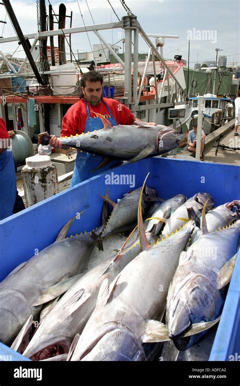 Fish being unloaded at Sydney Fish Market Sydney Australia Stock Photo ...