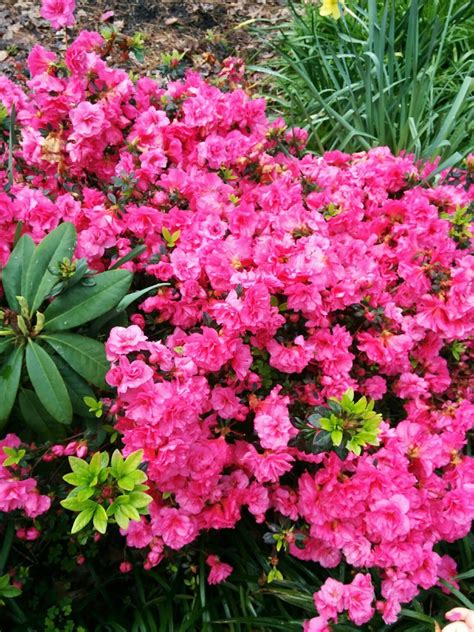 Spring Azaleas | Azaleas, Beautiful colors, Color