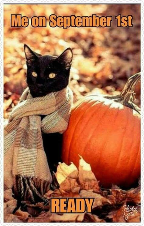 Pin by Marie on Fall Quotes | Halloween cat, Cats, Cute animals