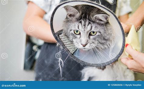 Professional Maine Coon Cat Grooming Close-up. Stock Photo - Image of kitten, domestic: 125860656