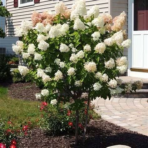 33 Beautiful Hydrangea Design Ideas Landscaping Your Front Yard - MAGZHOUSE