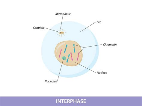 illustration interphase of Mitosis phase 12682015 Vector Art at Vecteezy