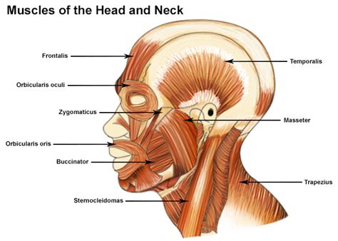 Muscles of the Head and Neck | SEER Training