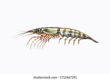 383 Krill drawing Images, Stock Photos & Vectors | Shutterstock