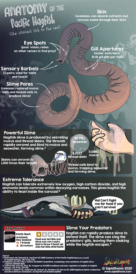 Hagfish Anatomy