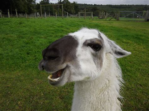 Happy Happy Llama | Llama, Laughing so hard, I laughed