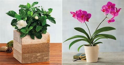 Best Indoor Flower Plants For Beginners | POPSUGAR Home