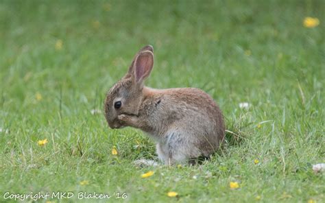 Baby wild rabbit - Trevaylor Caravan and Camping Park