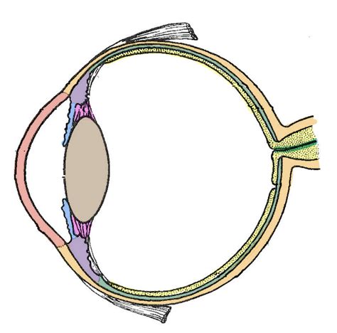 Eye Anatomy Diagram | Quizlet