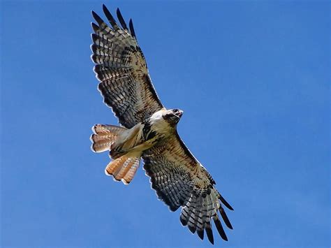 Pictures Blog: Red Tailed Hawk in Flight