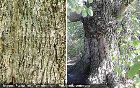 17 Elm Trees: Leaves, Bark, Seeds - Identification Guide (Pictures)