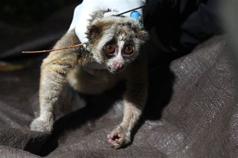 Slow Lorises Bite With Flesh-Rotting Venom - The New York Times