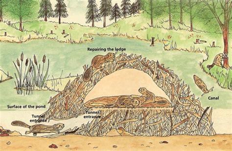 ACravan: Beavers (Busy Introduction)