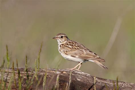 Wood Lark - song / call / voice / sound.