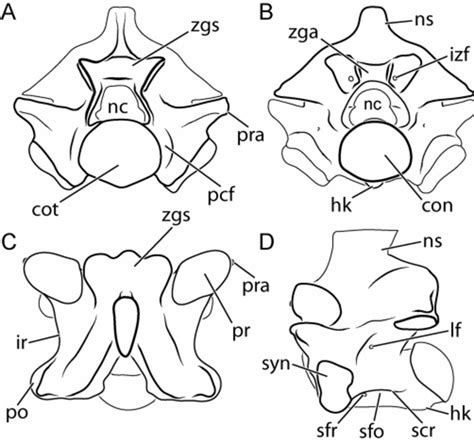 Basic snake vertebral morphology. Four views of mid- trunk vertebra of ...