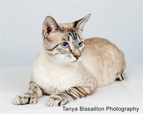 Blue Lynx Point Siamese Cat