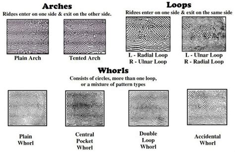 3 Fundamental Principles of Fingerprints