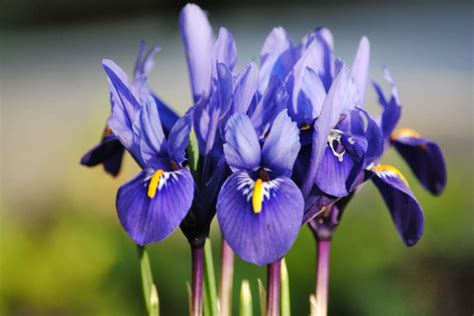 Iris reticulata, a bulb with zero care and short, early wild blue flowers