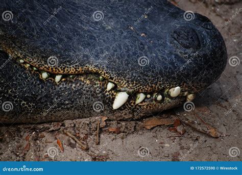 Closeup Shot of an American Alligator Teeth Stock Photo - Image of wilderness, dangerous: 172572590