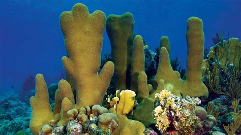 Why are corals so colorful? - Woods Hole Oceanographic Institution