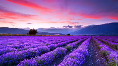 🔥 [40+] Lavender Fields Wallpapers | WallpaperSafari