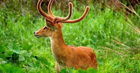 Amazing Manipur: Sangai...the dancing deer of Manipur.