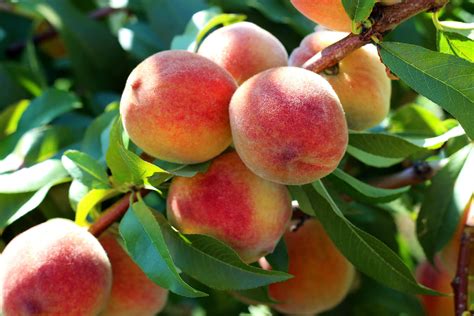 Peach trees: planting, growing and pruning - Plantura