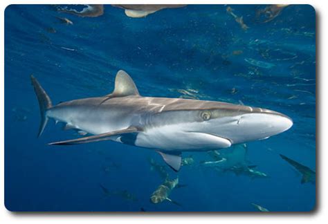 Learn Interesting Shark Facts About The Silky Shark - Shark Sider