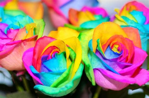 Flower Homes: Rainbow Roses