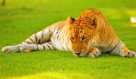 Siberian Tiger Vs Liger Size