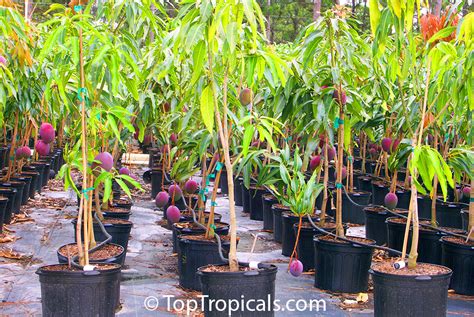 Mango varieties (Mangifera indica) - TopTropicals.com