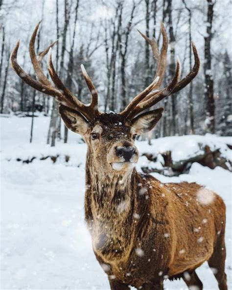 Deer In Snow Pictures, Photos, and Images for Facebook, Tumblr ...