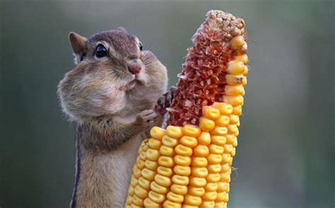 Funny chipmunk pictures - Gallery | eBaum's World