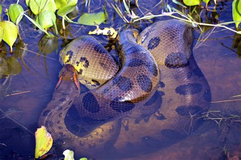 Anaconda snake is extinct species or not - Snakes Species