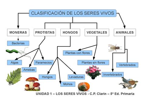 Los seres vivos: clasificación by Edita Sueiras - Issuu