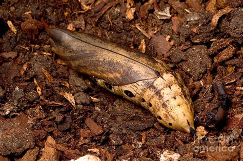 Pupa Of Tersa Sphinx Moth Photograph by Gregory G. Dimijian, M.D.