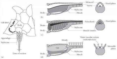 Hemichordata Anatomy