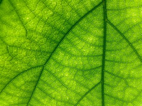 Macro Leaf Free Stock Photo - Public Domain Pictures