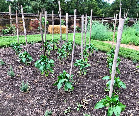 Pepper Plant Spacing: How Far Apart to Plant Peppers in the Garden