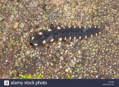 Glow Worm Beetle High Resolution Stock Photography and Images - Alamy