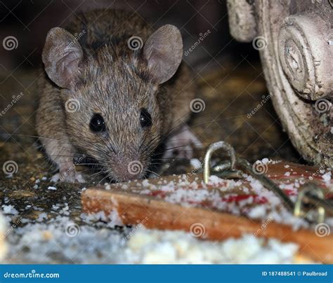 House Mouse Feeding in Urban House Garden. Stock Image - Image of control, attract: 187488541