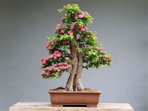 Wallpapers Bonsai Tree 1600X1200 - Wallpaper Cave