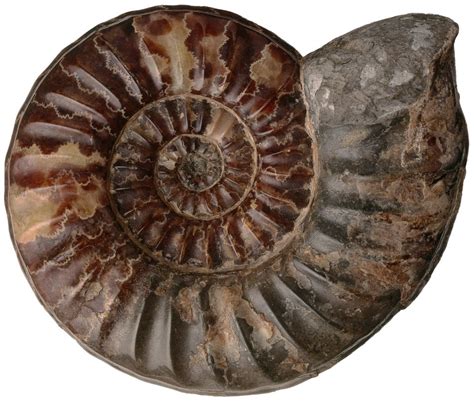 Types Of Fossils | Amber Fossils | DK Find Out