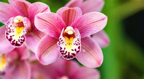 Orchid Flower Colors: What Colors Do Orchids Bloom?