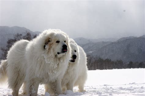 great pyrenees snow | Great pyrenees dog, Great pyrenees, Dog breeds